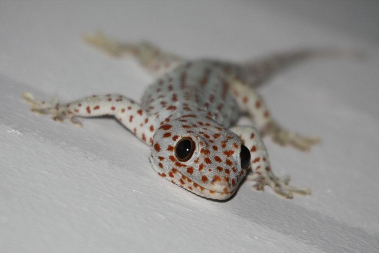 gecko